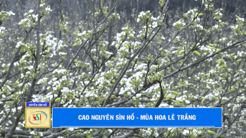 Cao nguyên Sìn Hồ - Mùa hoa lê trắng