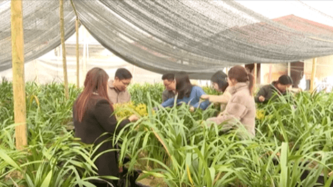 Thị trấn Sìn Hồ tập trung phát triển cây hoa địa lan
