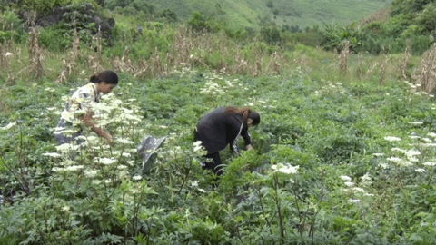 Cây đương quy hướng thoát nghèo cho nhân dân xã Phăng Sô Lin