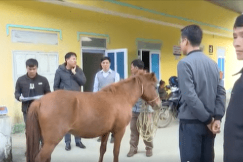 👉👉👉 Triển vọng mới từ mô hình liên kết chăn nuôi ngựa sinh sản ở xã Phăng Sô Lin