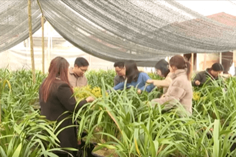 Thị trấn Sìn Hồ tập trung phát triển cây hoa địa lan